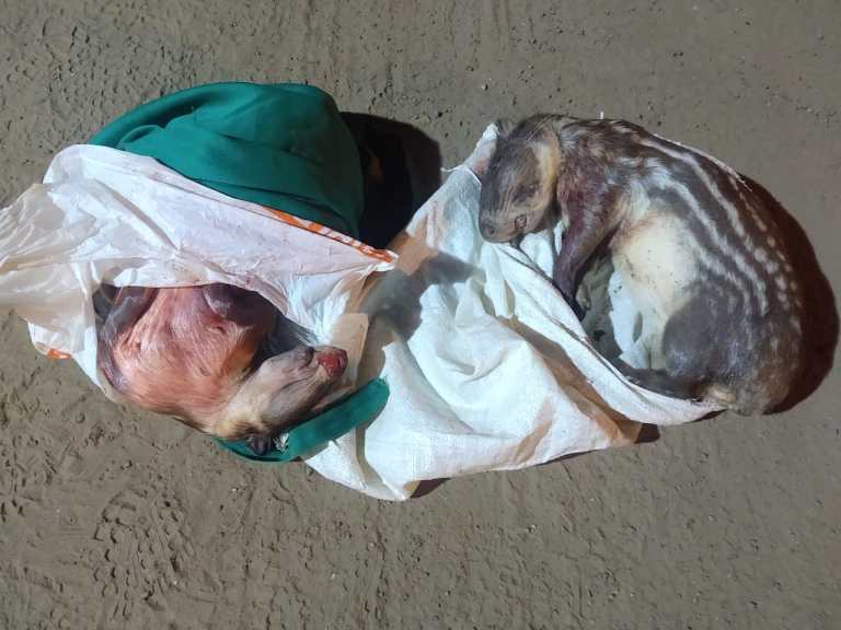 PRF APREENDE ARMAS DE FOGO, MUNIÇÕES E ANIMAIS SILVESTRES - News Rondônia