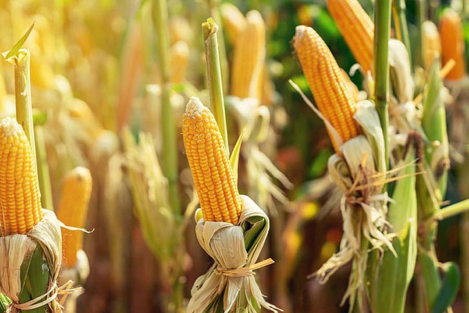 Milho Balcão: Conab pode adquirir até 51,8 mil toneladas do cereal na próxima quinta-feira - News Rondônia
