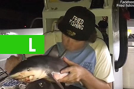 PESCADOR FUMA USANDO FILHOTE DE TUBARÃO MORTO COMO 'CACHIMBO' - News Rondônia