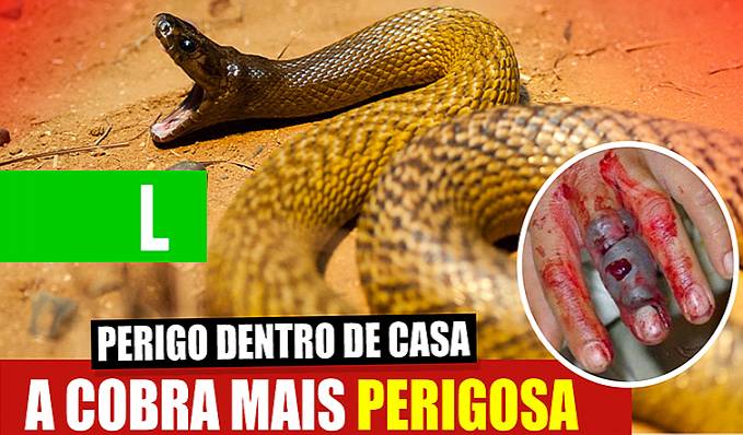 Animais mais perigosos da Austrália - News Rondônia