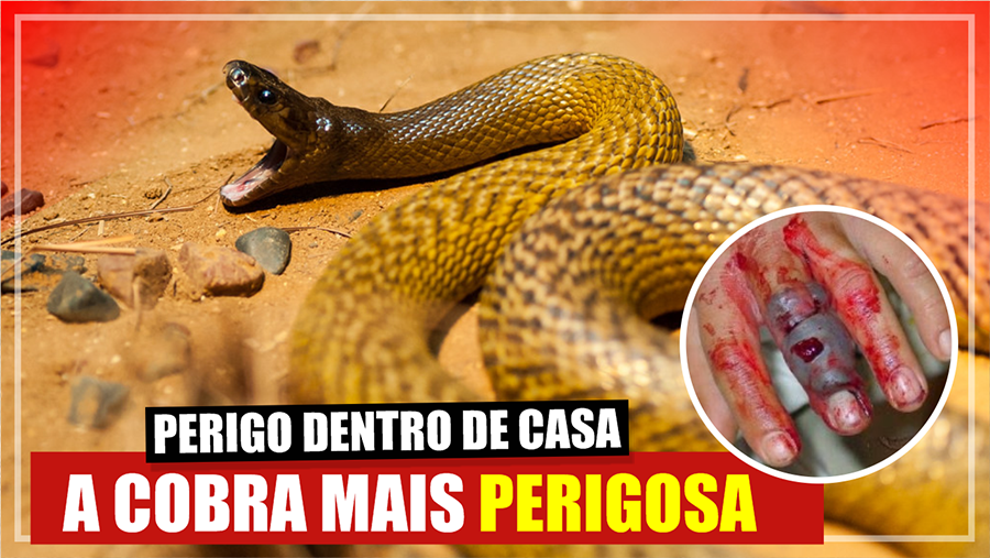 Animais mais perigosos da Austrália - News Rondônia