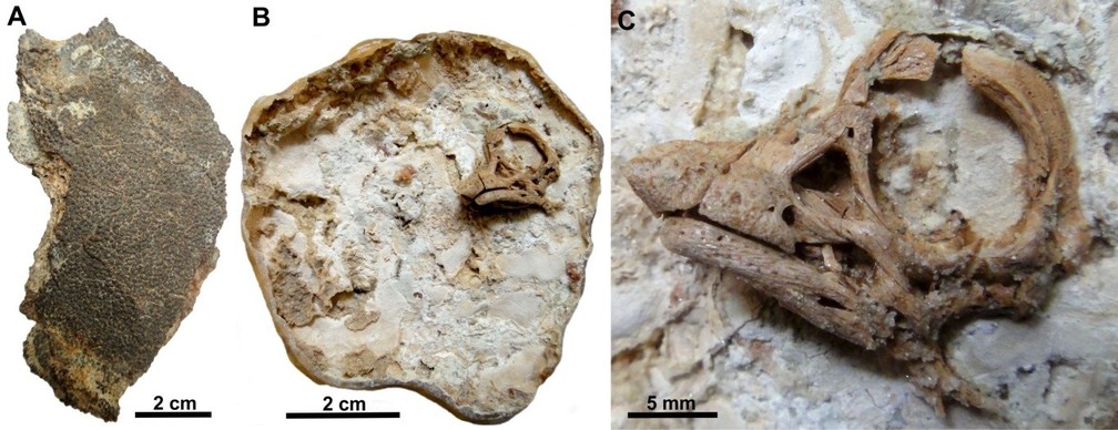 Cientistas descobrem embrião preservado de dinossauro que viveu há 80 milhões de anos - News Rondônia