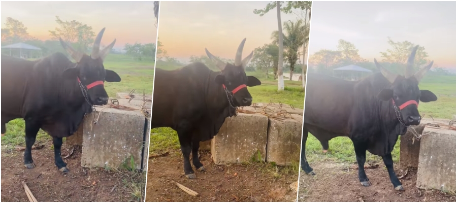 Boi com três chifres impressiona internautas; animal pertence a um pecuarista do Acre - News Rondônia