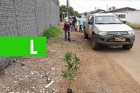 POPULAÇÃO PODERÁ PEDIR MUDAS DE ÁRVORES PARA PREFEITURA PELO WHATSAPP - News Rondônia