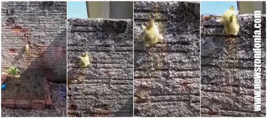 Pega o pato: em Rondônia, morador flagra filhote de ave escalando muro de mais de 2 metros para fugir - News Rondônia