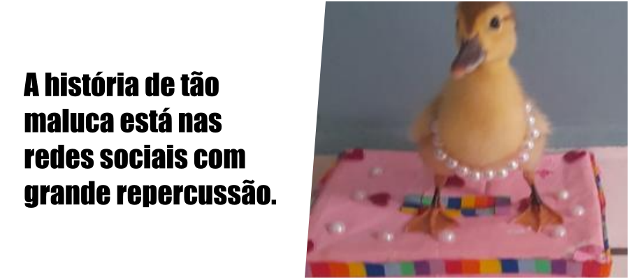 Pega o pato: em Rondônia, morador flagra filhote de ave escalando muro de mais de 2 metros para fugir - News Rondônia