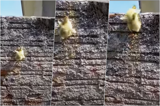 Pega o pato: em Rondônia, morador flagra filhote de ave escalando muro de mais de 2 metros para fugir - News Rondônia