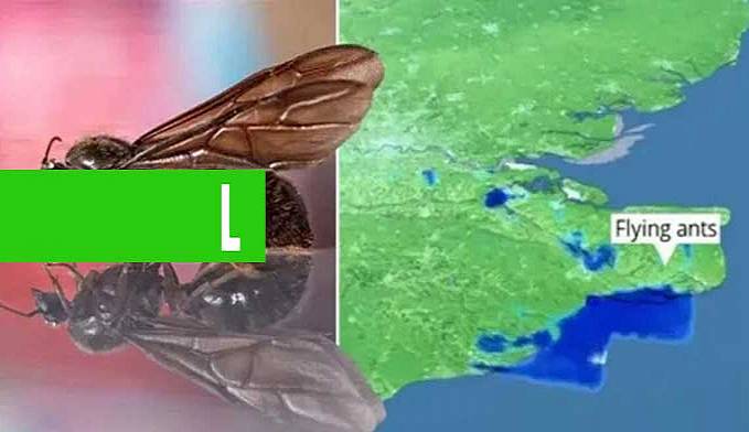 Enquanto Brasil teme gafanhotos, Inglaterra registra nuvem de formigas voadoras - News Rondônia