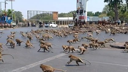 EFEITO CORONAVÍRUS ESPANTA TURISTAS E MACACOS INVADEM AS RUAS ATRÁS DE COMIDA NA TAILÂNDIA - News Rondônia