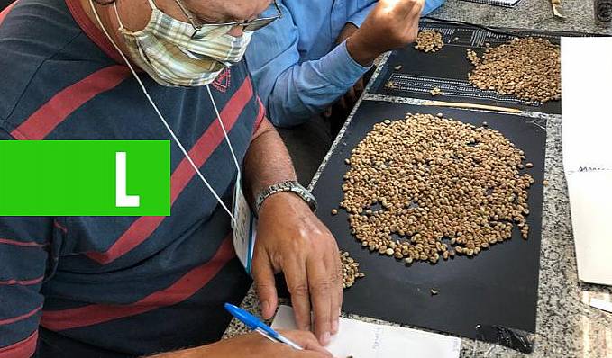 GRÃO CRU - Curso para formação de classificadores de café vai contribuir para a melhoria da qualidade do produto em Rondônia - News Rondônia