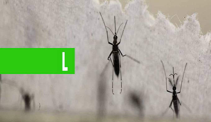 COM MEDO DE CORONAVÍRUS, BRASIL TEM ALTA DE 71% EM CASOS DE DENGUE - News Rondônia