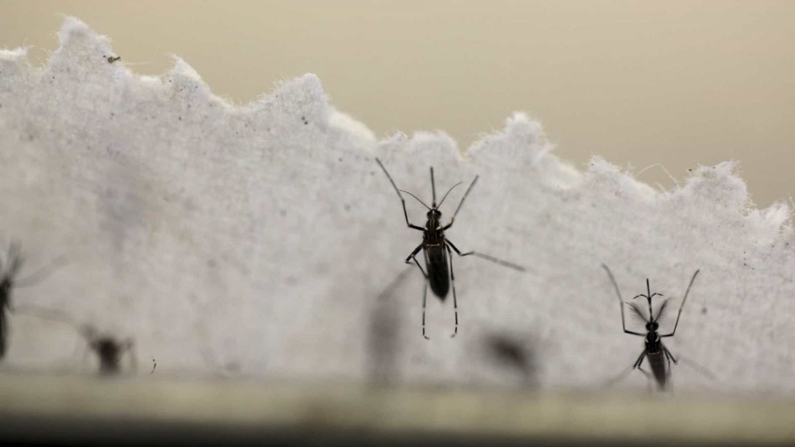 COM MEDO DE CORONAVÍRUS, BRASIL TEM ALTA DE 71% EM CASOS DE DENGUE - News Rondônia