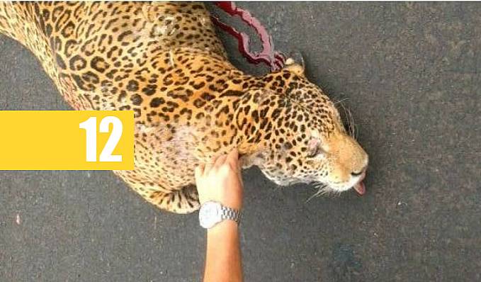 Onça pintada é atropelada e morre; vídeo do animal sangrando viraliza - Veja Vídeo - News Rondônia