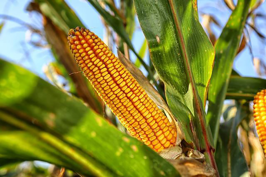 Conab divulga leilão de frete para remover mais de 46 mil toneladas de milho - News Rondônia
