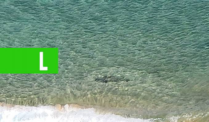 Vídeo mostra tubarões na beira da Praia do Sancho, em Fernando de Noronha - News Rondônia