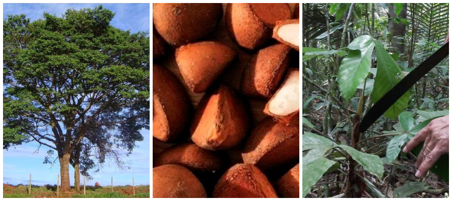 Operação Samaúma recebe ainda nesta semana, lista com denúncias de grupos armados agindo no sul do Amazonas - News Rondônia