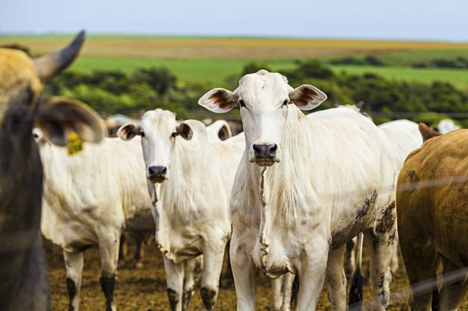 Porto Velho é o quarto município do país com maior rebanho bovino - News Rondônia