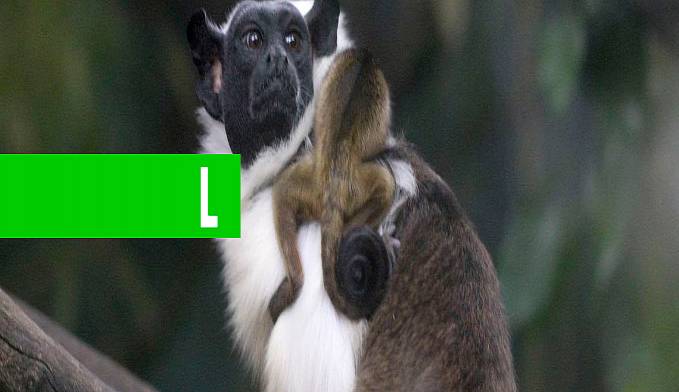 PRIMATA AMEAÇADO DE EXTINÇÃO NASCE NO ZOOLÓGICO DE BRASÍLIA - News Rondônia