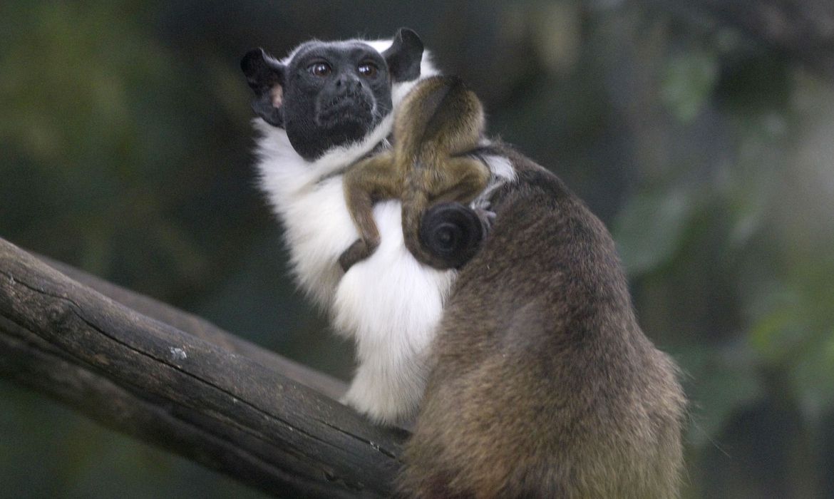 PRIMATA AMEAÇADO DE EXTINÇÃO NASCE NO ZOOLÓGICO DE BRASÍLIA - News Rondônia