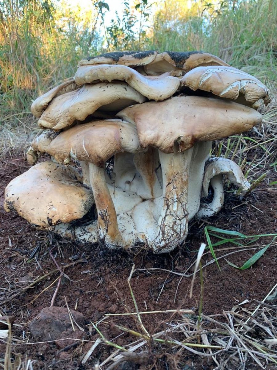 Conjunto de cogumelos de 18 kg é encontrado em chácara - News Rondônia