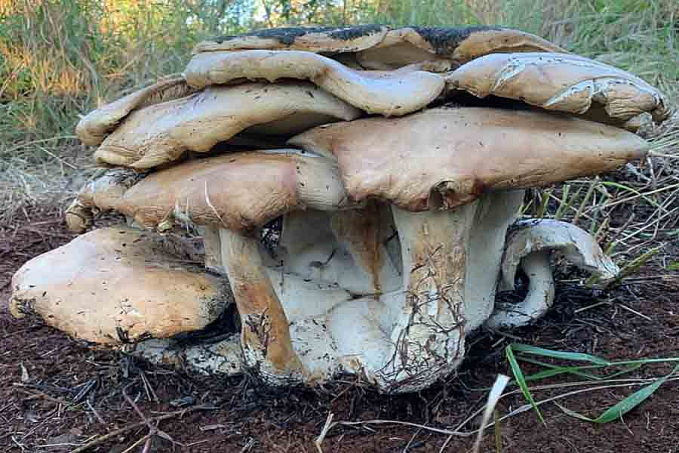 Conjunto de cogumelos de 18 kg é encontrado em chácara - News Rondônia