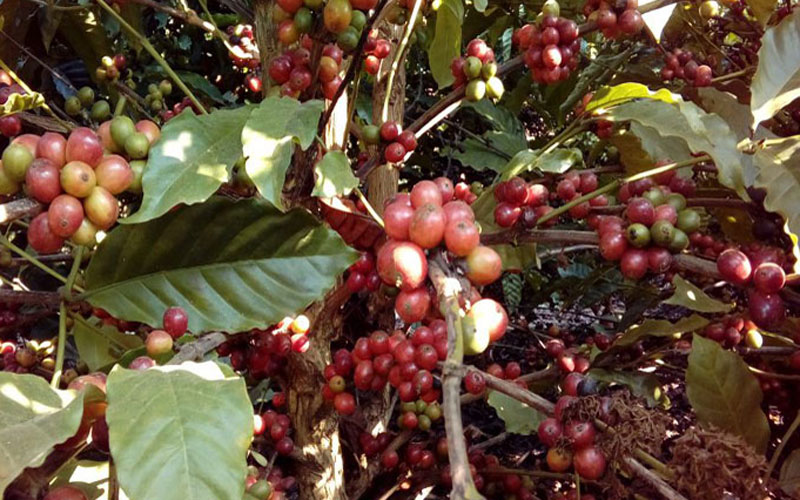 COM ÁREA DE CULTIVO 23,9% MENOR DO QUE EM 2015, PRODUÇÃO ESTIMADA DE CAFÉ CLONAL DEVE AUMENTAR EM 21,6% EM RONDÔNIA - News Rondônia