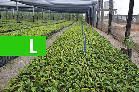 COM ÁREA DE CULTIVO 23,9% MENOR DO QUE EM 2015, PRODUÇÃO ESTIMADA DE CAFÉ CLONAL DEVE AUMENTAR EM 21,6% EM RONDÔNIA - News Rondônia