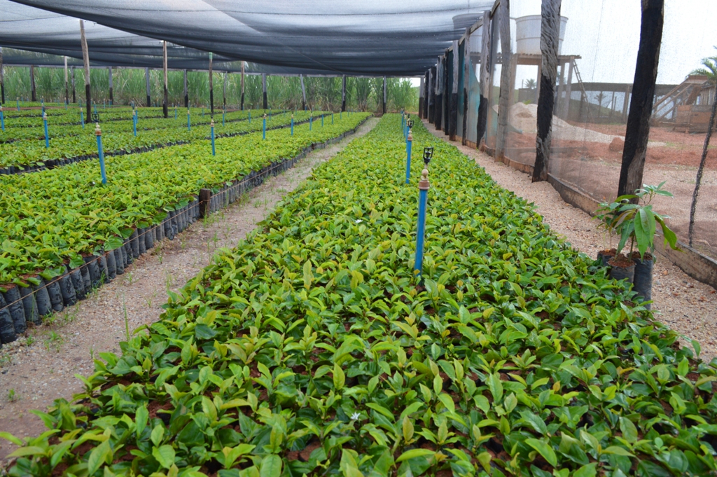 COM ÁREA DE CULTIVO 23,9% MENOR DO QUE EM 2015, PRODUÇÃO ESTIMADA DE CAFÉ CLONAL DEVE AUMENTAR EM 21,6% EM RONDÔNIA - News Rondônia