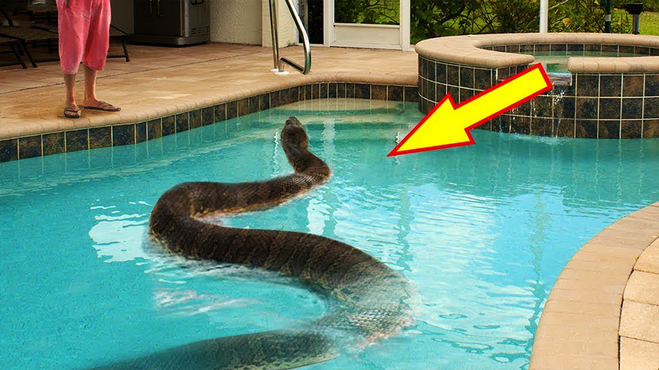 Animais selvagens encontrados em piscinas - News Rondônia