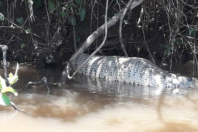 Cobra de aproximadamente 07 metros é flagrada as margens do Rio Sucuri - MS - News Rondônia