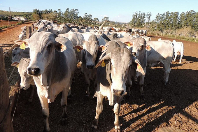 Abates de bovinos caem 4,5% no 2º trimestre, diz IBGE - News Rondônia