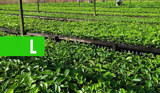 CAFEICULTURA - Governo discute alternativas para combater nematoides nas mudas de café nos viveiros de Rondônia - News Rondônia