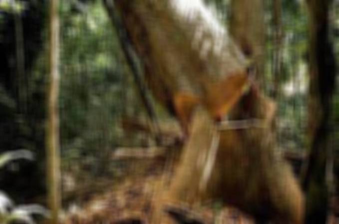 Trabalhador Braçal morre ao ser atingido por árvore - News Rondônia