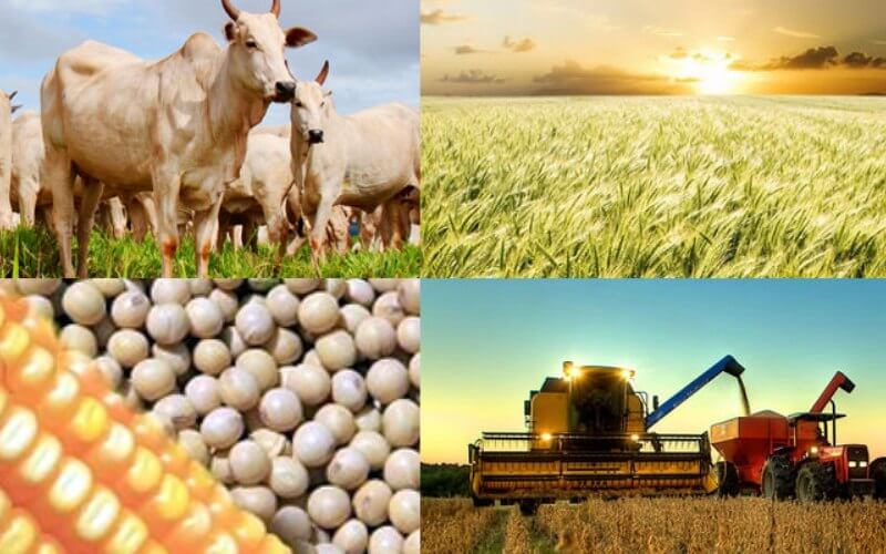 AGRO SE MANTÉM FIRME, MESMO EM SITUAÇÃO DE CRISE - News Rondônia