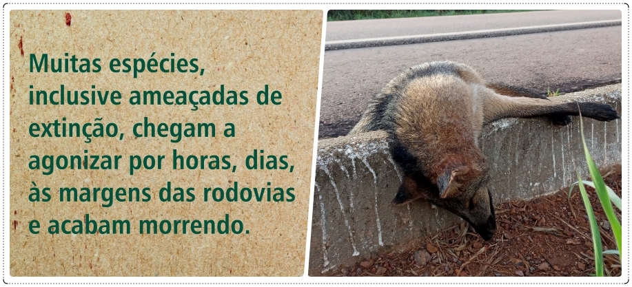 Animais da fauna de Rondônia agonizam até a morte, por atropelamentos, nas estradas - News Rondônia