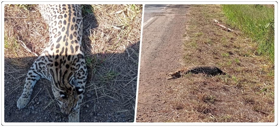 Animais da fauna de Rondônia agonizam até a morte, por atropelamentos, nas estradas - News Rondônia