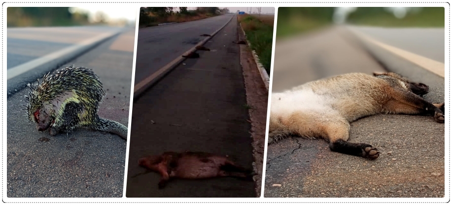 Animais da fauna de Rondônia agonizam até a morte, por atropelamentos, nas estradas - News Rondônia