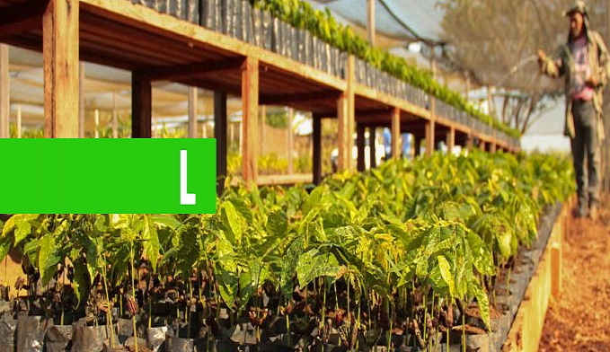 EDUCAÇÃO E INVESTIMENTO: FÓRMULA QUE FEZ RONDÔNIA SER O TERCEIRO MAIOR PRODUTOR DE CACAU DO BRASIL - News Rondônia