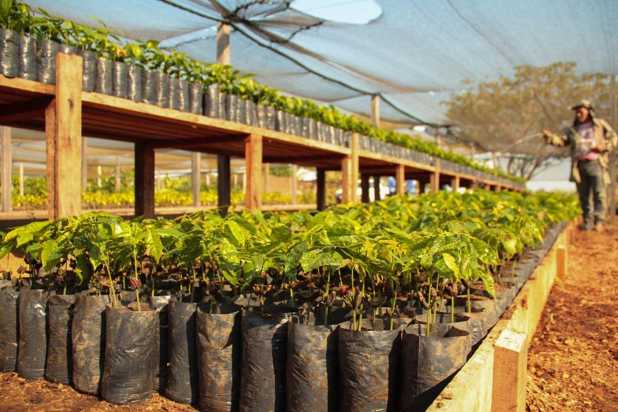 EDUCAÇÃO E INVESTIMENTO: FÓRMULA QUE FEZ RONDÔNIA SER O TERCEIRO MAIOR PRODUTOR DE CACAU DO BRASIL - News Rondônia