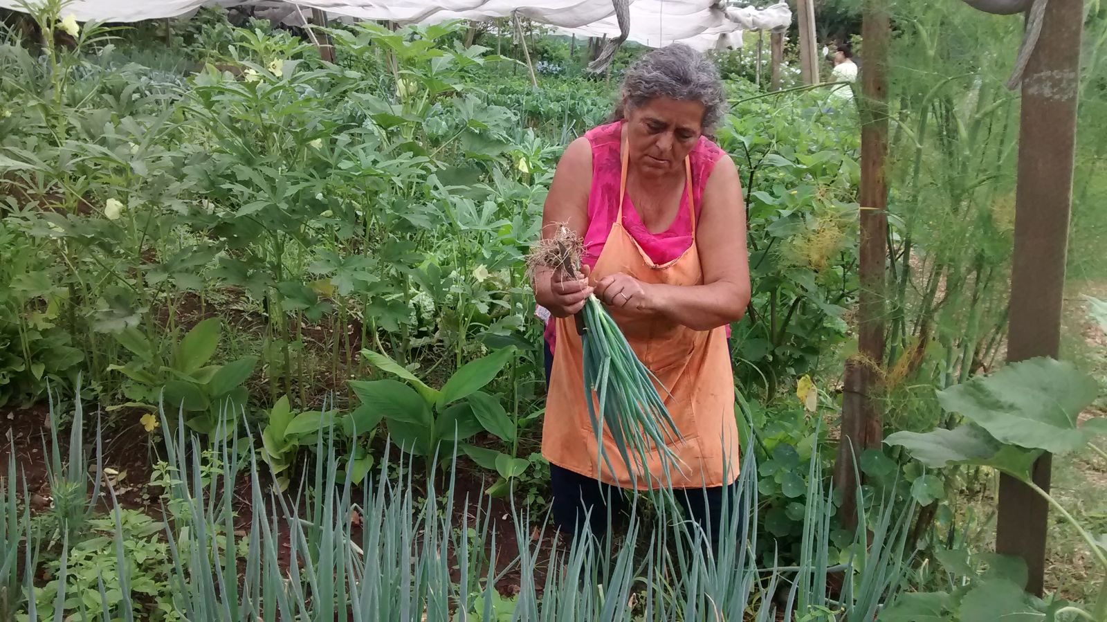 Quintais produtivos são ferramenta para inclusão socioprodutiva e geração de renda para mulheres agricultoras de RO - News Rondônia