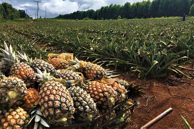 Tomate, maracujá e juta/malva do Norte-Nordeste entram na lista de produtos com bônus do PGPAF - News Rondônia