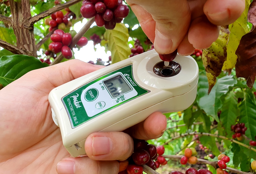 O PONTO IDEAL DE COLHEITA DO CAFÉ VAI ALÉM DA COR - News Rondônia