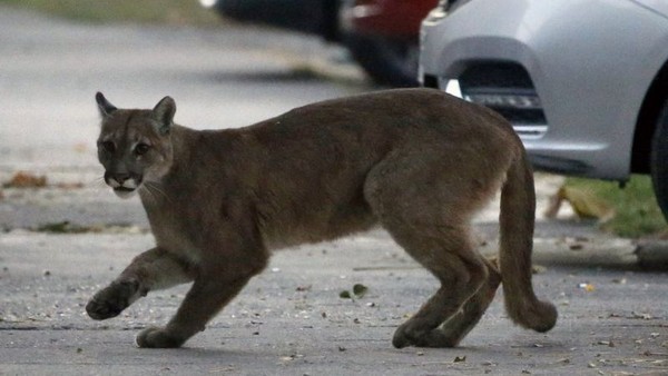 Mãe luta com puma com as próprias mãos para salvar filho de ataque - News Rondônia