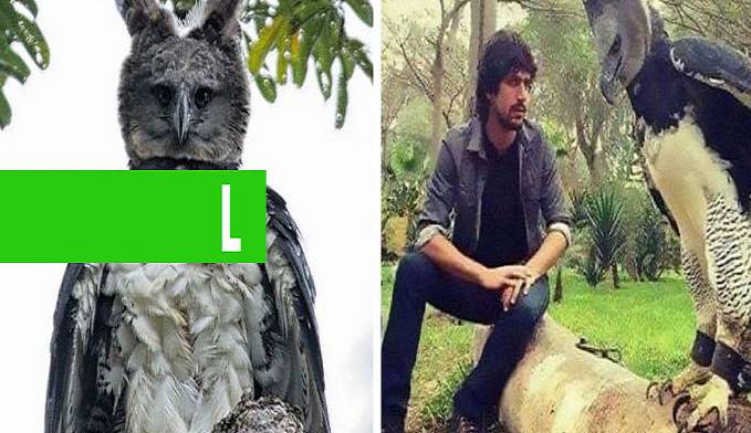 CONHEÇA O GAVIÃO-REAL, UMA AVE QUE AS PESSOAS ACHAM QUE É UM HUMANO EM UMA FANTASIA - News Rondônia
