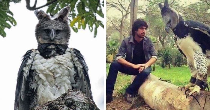 CONHEÇA O GAVIÃO-REAL, UMA AVE QUE AS PESSOAS ACHAM QUE É UM HUMANO EM UMA FANTASIA - News Rondônia
