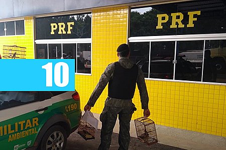PRF APREENDE 3 PÁSSAROS SILVESTRES EM CAMINHÃO - News Rondônia