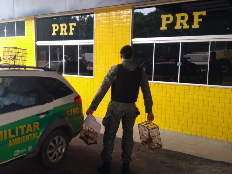 PRF APREENDE 3 PÁSSAROS SILVESTRES EM CAMINHÃO - News Rondônia