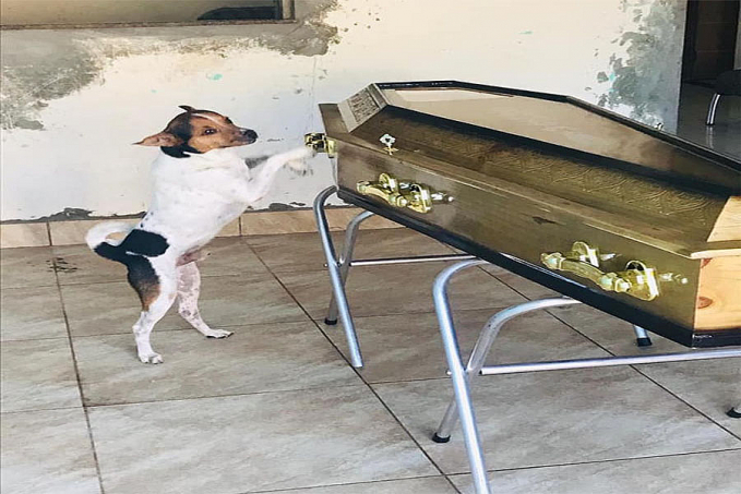 Cachorro chora e acompanha velório da dona ao lado do caixão em Camaçari, na Bahia - News Rondônia