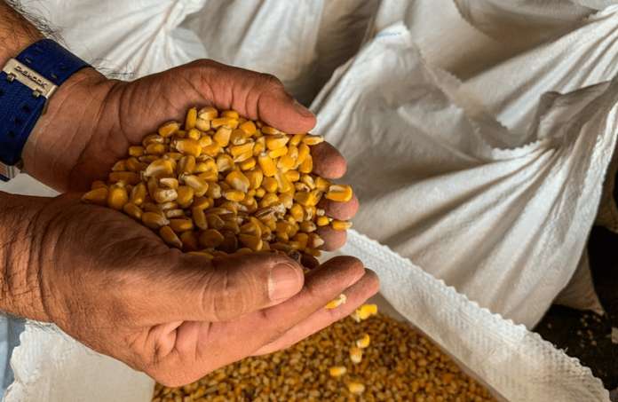 Conab transfere para quarta-feira (3) data dos leilões de compra de milho para abastecimento do Milho Balcão - News Rondônia