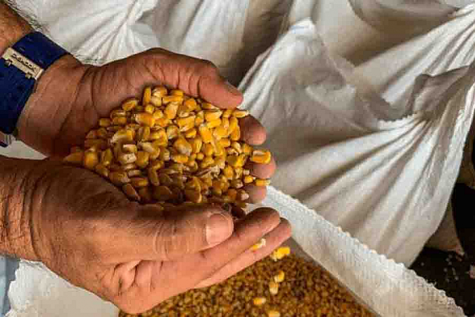 Conab transfere para quarta-feira (3) data dos leilões de compra de milho para abastecimento do Milho Balcão - News Rondônia
